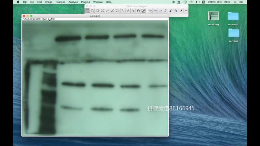 丁香公开课：Western blot 成功之道，网盘下载(226.04M)