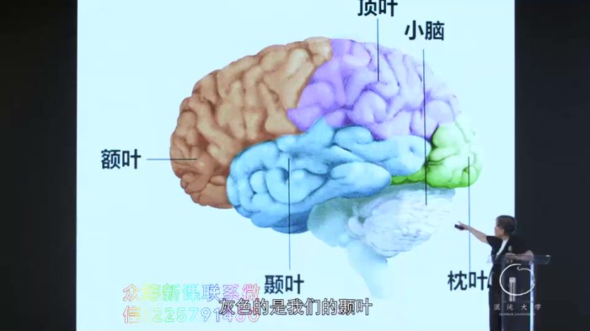 混沌大学(文理学院)：洪兰《认知神经科学》，网盘下载(331.40M)